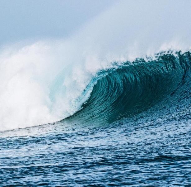 TWIN PALMS 'Surfhouse'